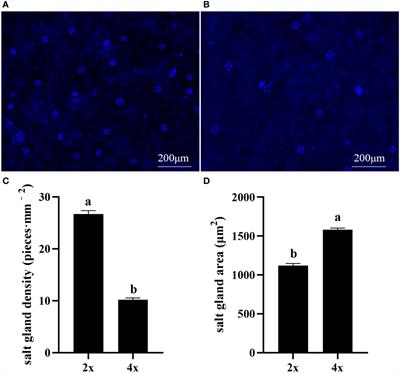 Increasing Ca2+ accumulation in salt glands under salt stress increases stronger selective secretion of Na+ in Plumbago auriculata tetraploids